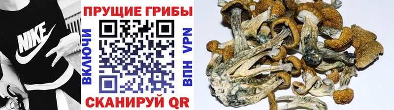 Псилоцибиновые грибы мицелий  Неман 